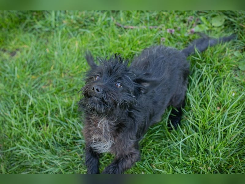 Welpe Chip Nr. 255116 - die süße Wuschelmaus möchte mit ihren Menschen die Welt entdecken!