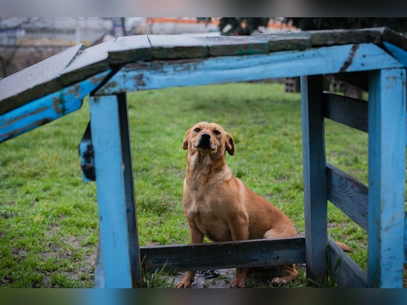SABRINA - ich bin bereit für meine Menschen!