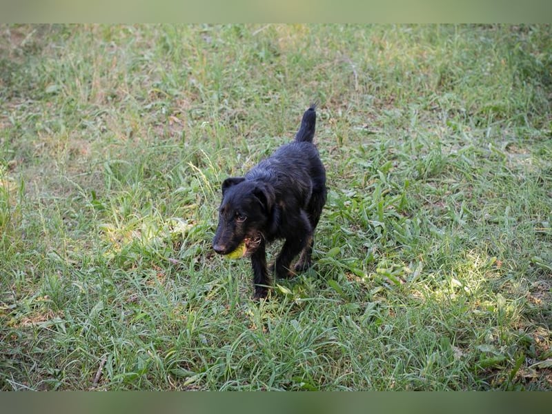 DARKO - ich suche ein tolles Für-Immer Zuhause!
