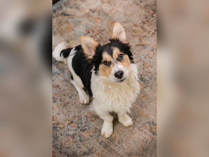 GINO - der kleine Mann möchte mit seinen Menschen die Welt entdecken!