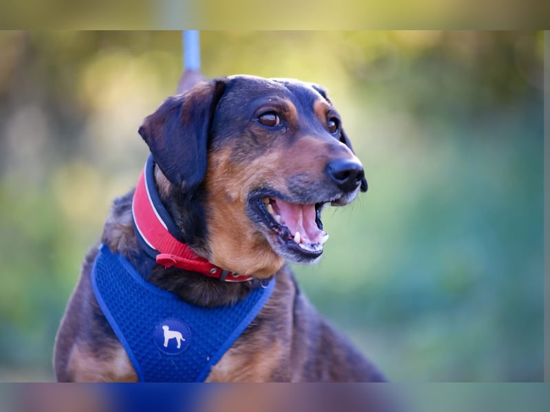 Mr. Hurky - der Senior auf der Suche nach seine Zuhause