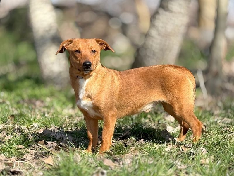 RASHID - der ruhige und gemütliche Rüde träumt von einem liebevollen Zuhause!