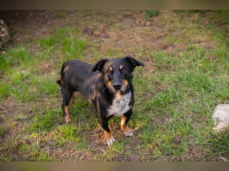 SIDNEY - Ich kann wieder laufen, wer zeigt mir nun das Leben?