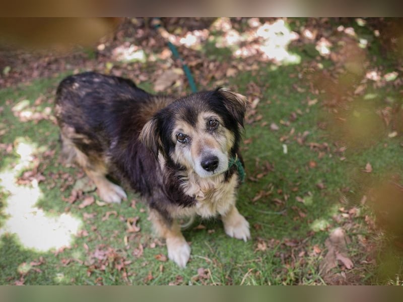 PAULA - die süße Hundeomi wünscht sich ein liebes Zuhause, in dem sie gekuschelt und umsorgt wird.
