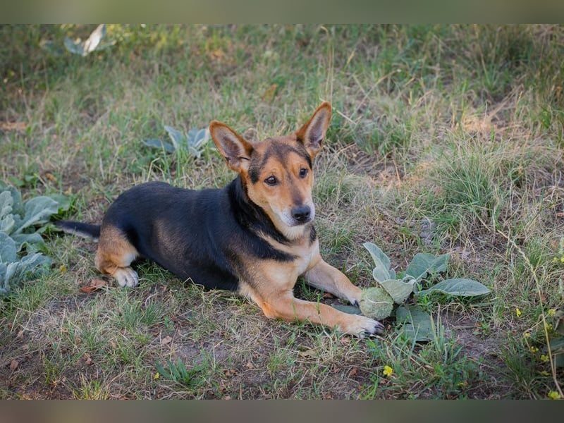 SPARKY - der verspielte und liebe Rüde möchte ein Teil DEINER Familie sein!