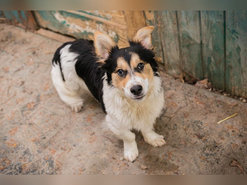 GINO - der kleine Mann möchte mit seinen Menschen die Welt entdecken!