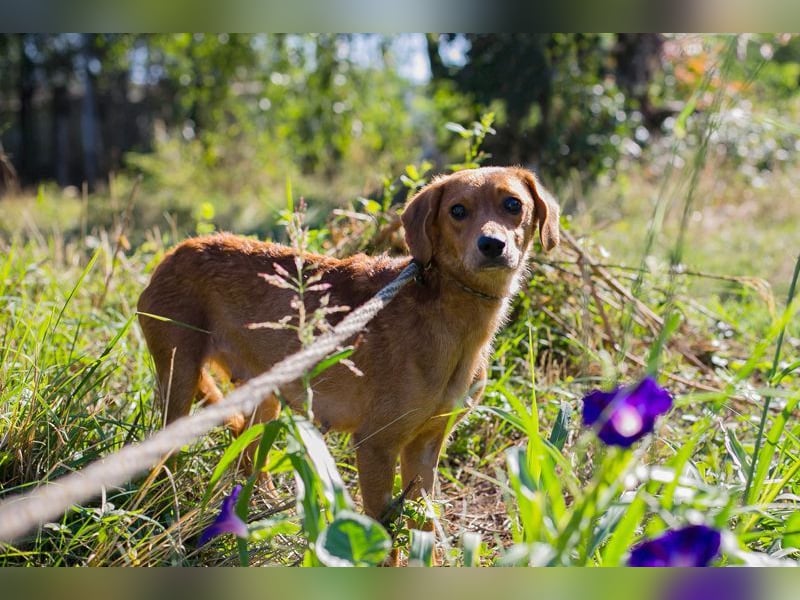 LEICA - die gehorsame, brave Maus sucht eine ruhige, geduldige und liebevolle Familie