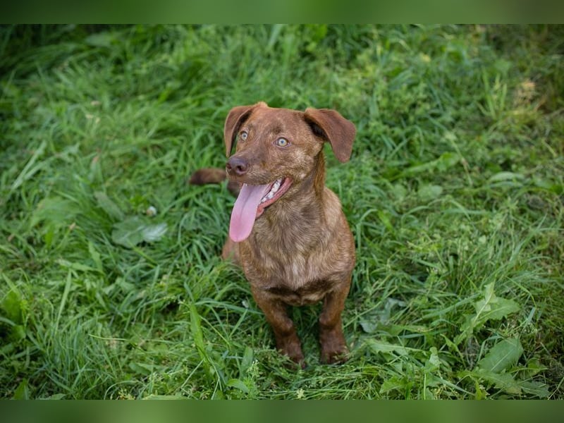 MONTY - der freundliche, fröhliche kleine Mann freut sich auf tolle Abenteuer!