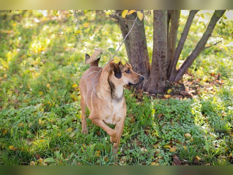 RIEKE - welche liebe Familie schenkt mir ihr Herz und ein Zuhause?