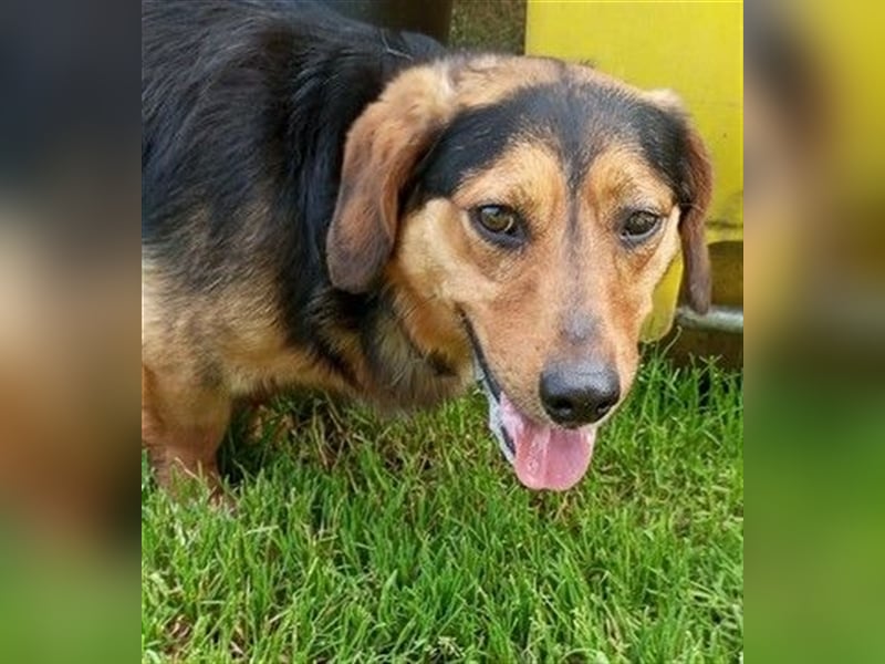 TESSO - wer verliebt sich in den aufgeschlossenen und unkomplizierten Rüden?