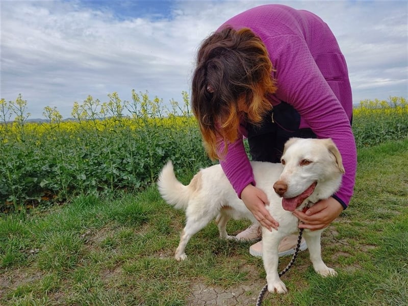 GLACE - der neugierige und freundliche Rüde würde sich sehr über Familienanschluss freuen