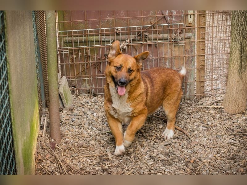 LISSY - schenkst du mir dein Herz und ein Zuhause?