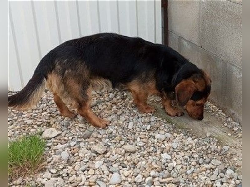 TESSO - wer verliebt sich in den aufgeschlossenen und unkomplizierten Rüden?