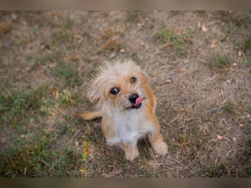 Chip-Nr. 230265 - dieses kleine Hundemädel träumt von einem liebevollen Für-Immer Zuhause