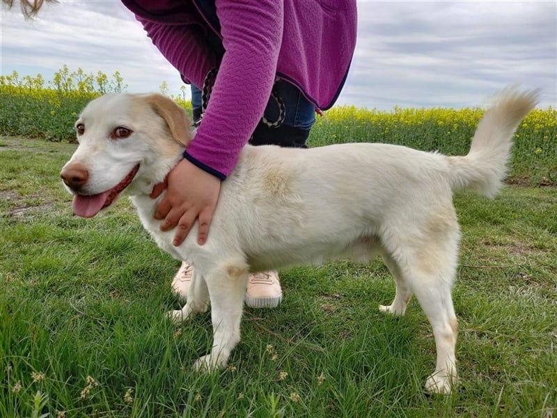GLACE - der neugierige und freundliche Rüde würde sich sehr über Familienanschluss freuen