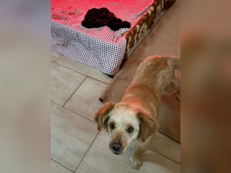 FEE - die süße Zaubermaus freut sich auf ein tolles Für-Immer Zuhause!