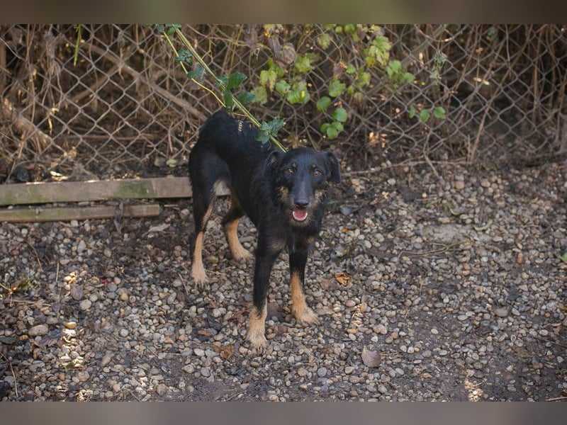 MIA - das kleine Mäuslein möchte so gerne ein Teil deiner Familie sein!