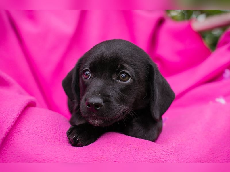 Chip 258233 - das Welpenmädchen sucht ein Zuhause und eine Namenspatenschaft