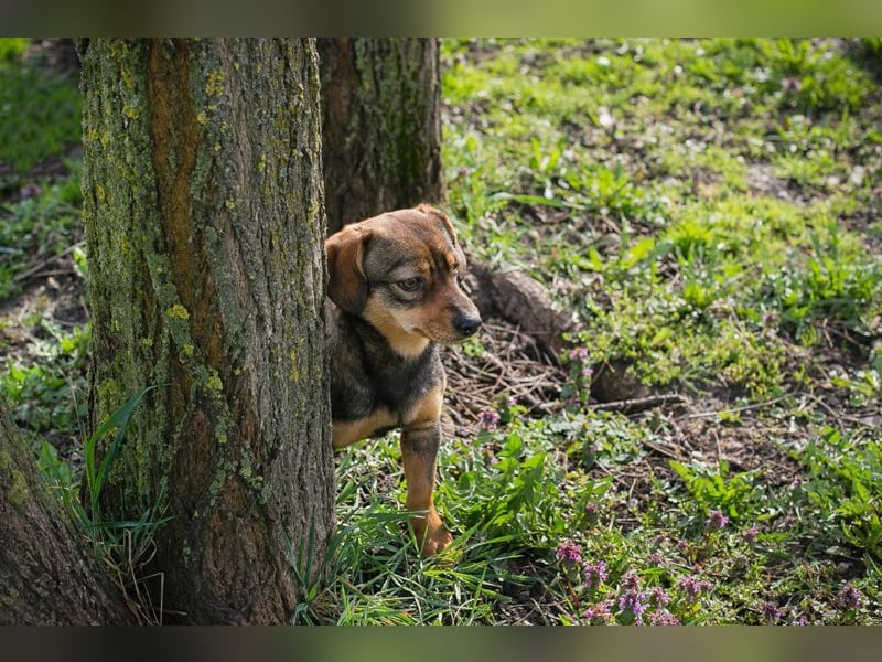 Welpe MILKA - ich suche eine Familie die mich beschützt und mir ein Zuhause schenkt