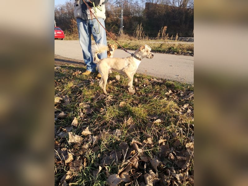 BENY - wer möchte dem neugierigen, unternehmungslustigen Rüden die Welt zeigen?