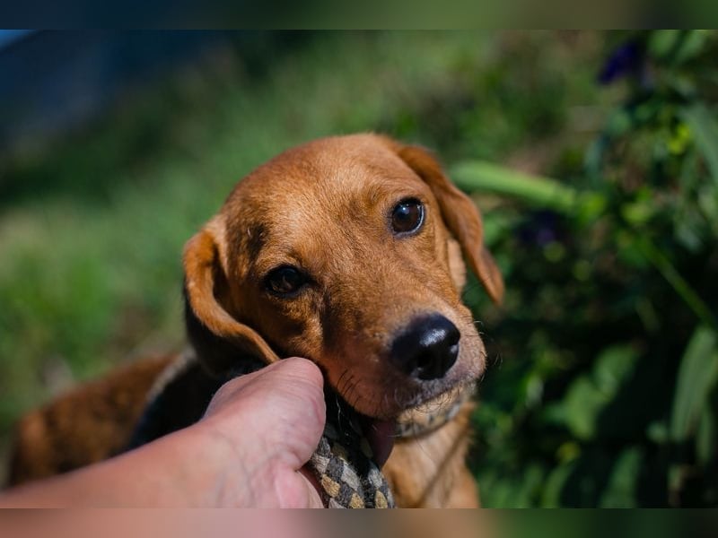 LEICA - die gehorsame, brave Maus sucht eine ruhige, geduldige und liebevolle Familie
