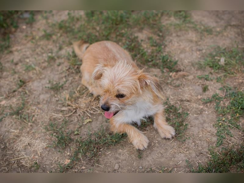 Chip-Nr. 230265 - dieses kleine Hundemädel träumt von einem liebevollen Für-Immer Zuhause