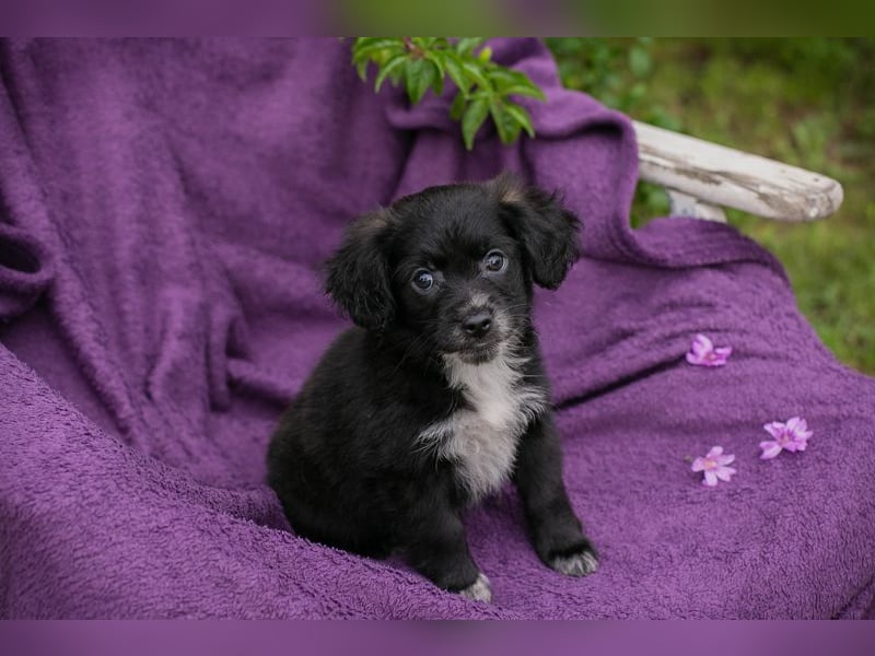Welpin 257506 - Hallo! Ich habe ausgeschlafen und bin wach!