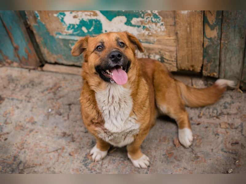 Chip Nr. 271422 - schenkst du mir dein Herz und ein Zuhause?