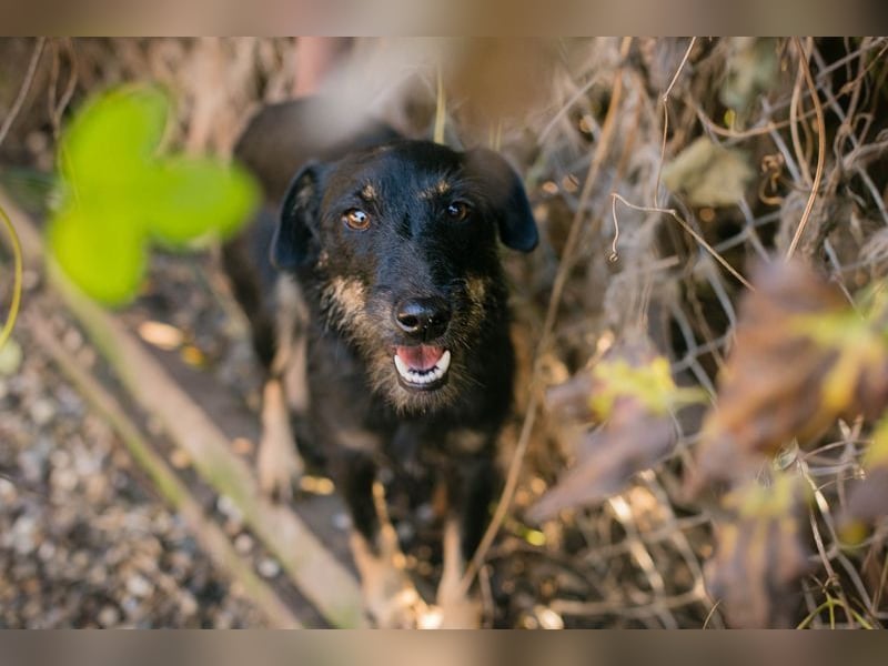 MIA - das kleine Mäuslein möchte so gerne ein Teil deiner Familie sein!