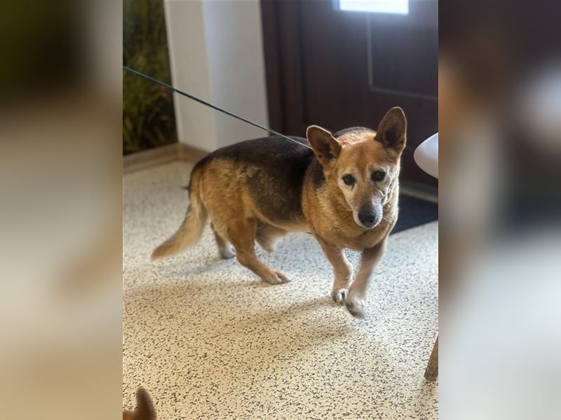 EDO - der liebe und anspruchslose Senior möchte seine Rente bei einer lieben Familie verbringen!