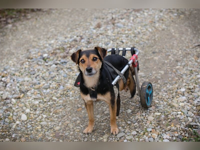 ROBY - der lebensfrohe, verschmuste Rüde mit Handicap träumt von einer eigenen Familie