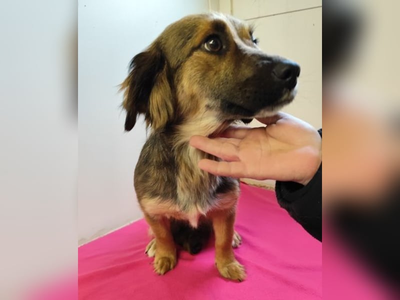 ZIWA - die liebe, dankbare und verschmuste Maus träumt von einem liebevollen Zuhause!