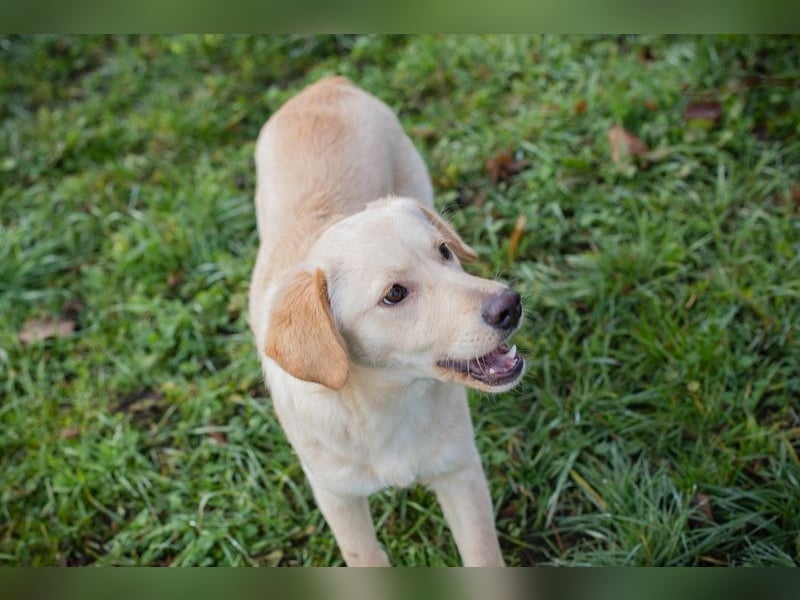 NINETTE - ich träume von einem tollen Zuhause bei lieben Menschen!