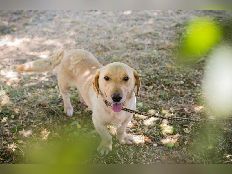 PADDY - der fröhliche kleine Kerl mag Menschen und Artgenossen und sucht ein tolles Zuhause