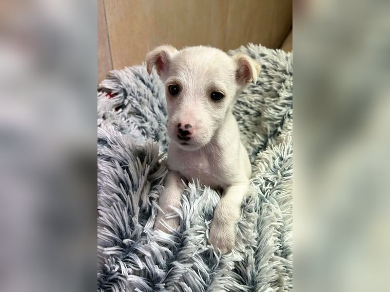 JIN - Hallo, hier bin ich! Wer schenkt mir ein Zuhause?