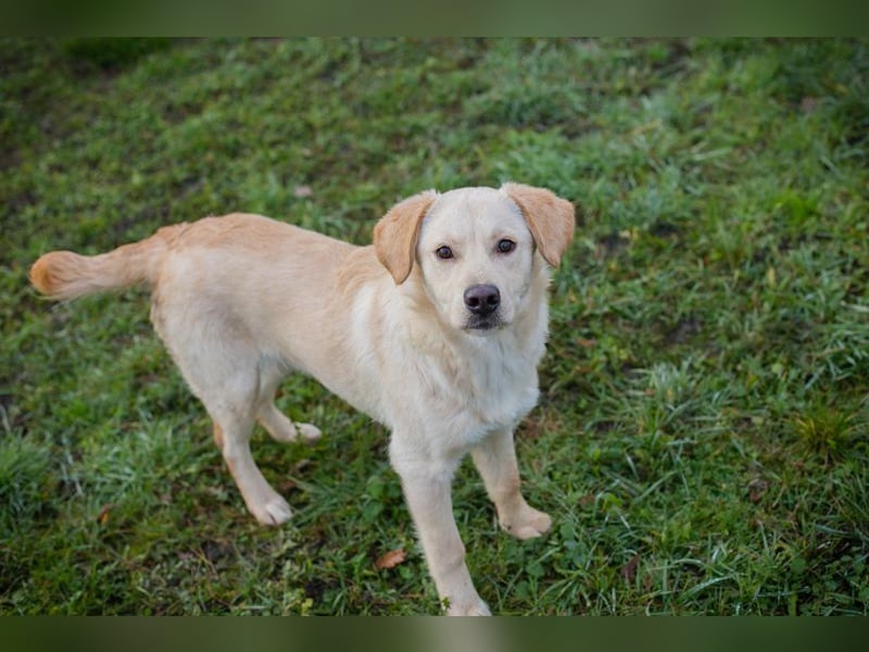 NINETTE - ich träume von einem tollen Zuhause bei lieben Menschen!