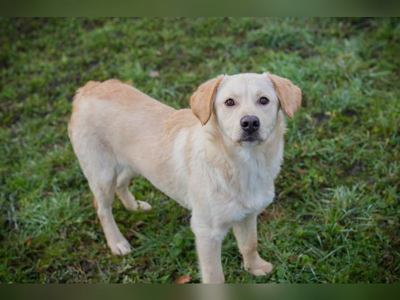 NINETTE - ich träume von einem tollen Zuhause bei lieben Menschen!