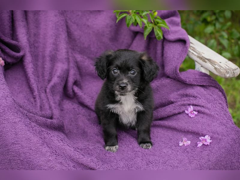 Welpin 257506 - Hallo! Ich habe ausgeschlafen und bin wach!