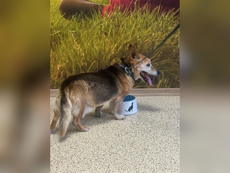 EDO - der liebe und anspruchslose Senior möchte seine Rente bei einer lieben Familie verbringen!