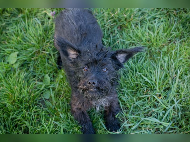 Welpe Chip Nr. 255116 - die süße Wuschelmaus möchte mit ihren Menschen die Welt entdecken!