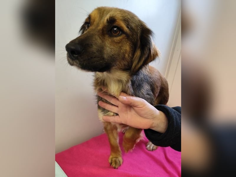 ZIWA - die liebe, dankbare und verschmuste Maus träumt von einem liebevollen Zuhause!