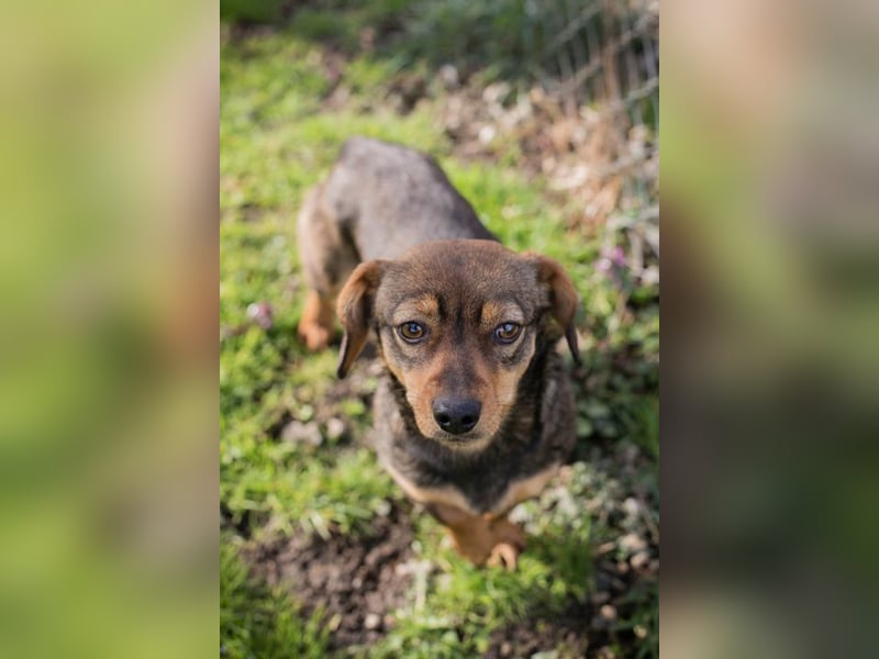 Welpe MILKA - ich suche eine Familie die mich beschützt und mir ein Zuhause schenkt