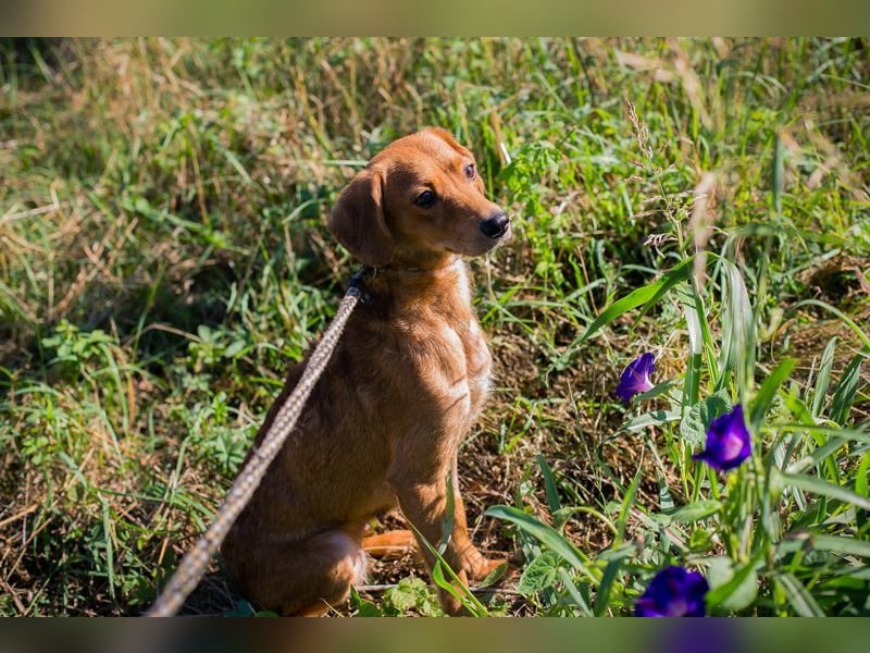 LEICA - die gehorsame, brave Maus sucht eine ruhige, geduldige und liebevolle Familie
