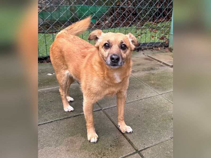 KOKO - der liebe, menschenbezogene Rüde mag Artgenossen und wünscht sich so sehr ein neues Zuhause!