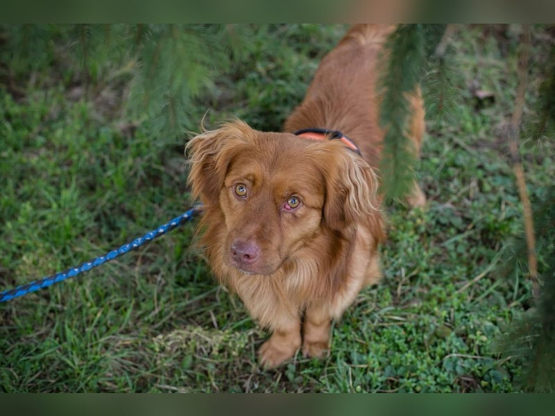 MICHEL - ich mag andere Hunde und wünsche mir ein Zuhause mit viel Zeit!