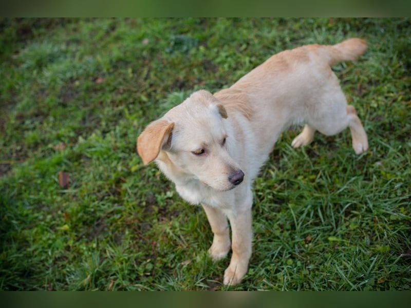 NINETTE - ich träume von einem tollen Zuhause bei lieben Menschen!