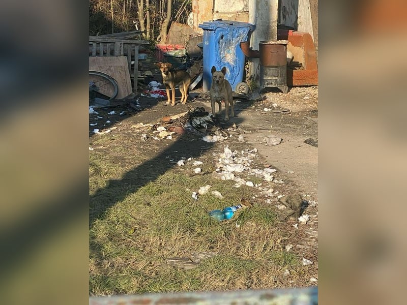 SEMI - wer schenkt der vorsichtigen Maus ein behütetes Zuhause?