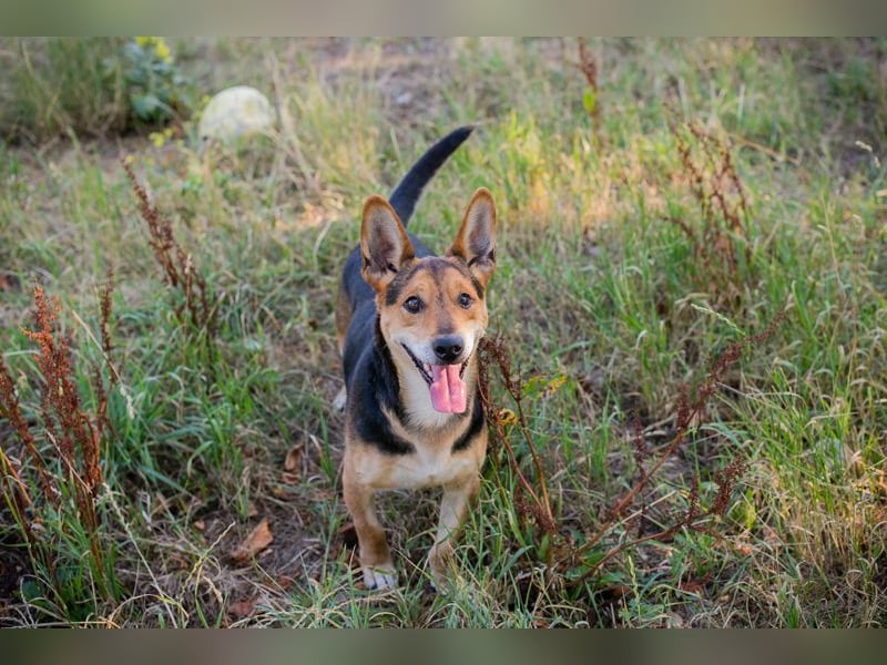 SPARKY - der verspielte und liebe Rüde möchte ein Teil DEINER Familie sein!