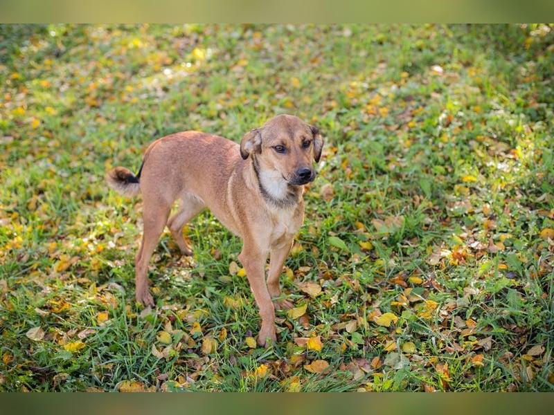 RIEKE - welche liebe Familie schenkt mir ihr Herz und ein Zuhause?