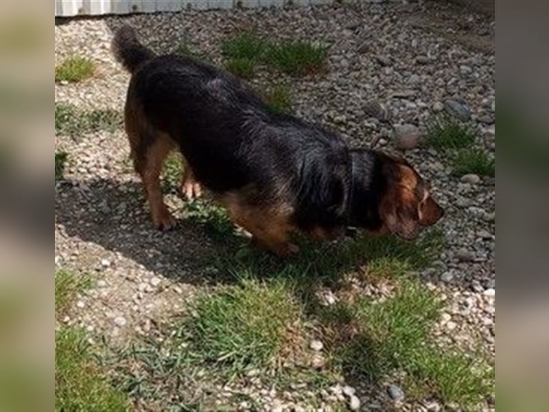 TESSO - wer verliebt sich in den aufgeschlossenen und unkomplizierten Rüden?